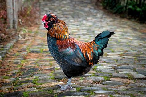 Les Animaux Du Jardin Des Plantes Toulouse Magazine