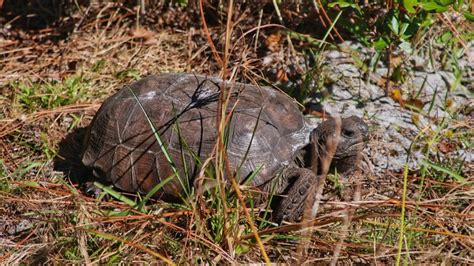 Cedar Point Park Florida Hikes