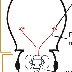 Schematic overview of Octopus vulgaris anatomy. The centralized brain... | Download Scientific ...