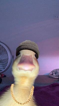 23 Duck icon meme pfp ideas | duck, duck memes, dream team