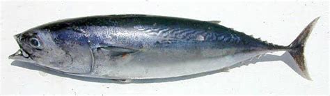 Frigate tuna - Alchetron, The Free Social Encyclopedia