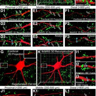 Representative Images Of Microglial Immunostaining In C H Hepas