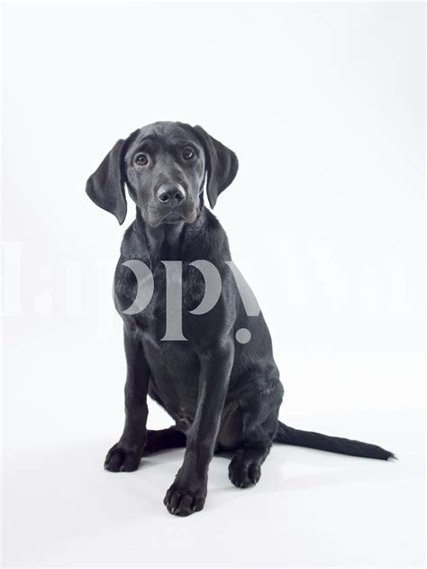 Buy Black Labrador Wallpaper | Happywall - High-Quality Wallpapers