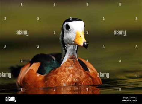 Juvenile Mandarin Duck Hi Res Stock Photography And Images Alamy