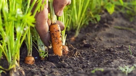 Cómo Cultivar Zanahorias Hogarmania