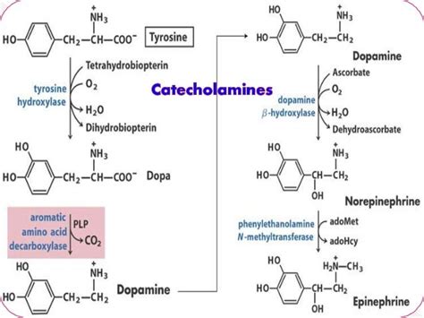 PHENYLALANINE METABOLISM