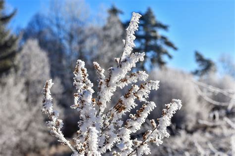 Kostenlose Foto Landschaft Baum Natur Wald Ast Schnee Kalt