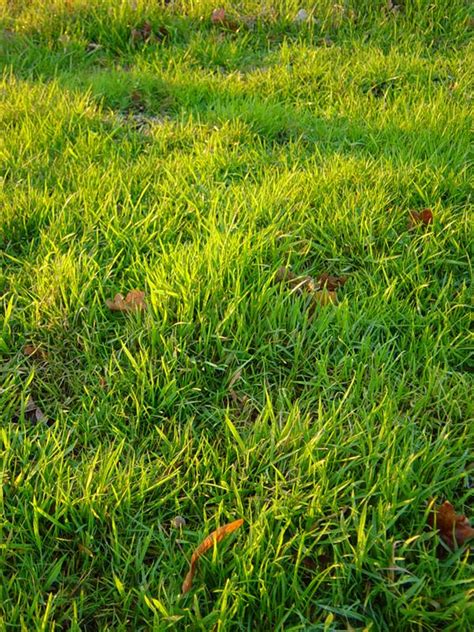 40 Grass Texture With High Res Quality Psddude