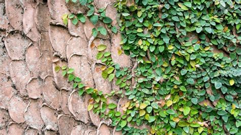 Plantas Trepadoras Y Enredaderas Bonitas Para Decorar El