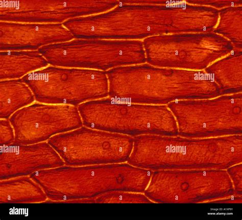 Células Epidermis Fotografías E Imágenes De Alta Resolución Página 4