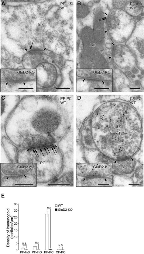 Postembedding Immunogold Electron Microscopy For Glud2 In The