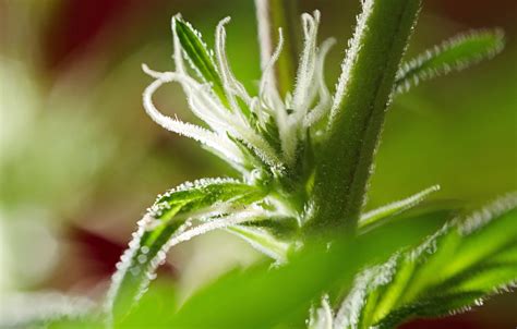 Pistilli Di Cannabis Cosa Sono Quei Peli Sulla Cannabis