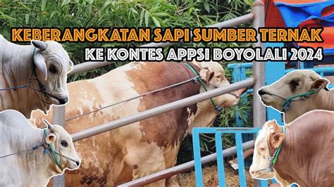 Sapi Sapi Sumber Ternak Farm Berangkat Ke Kontes Appsi Boyolali