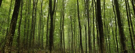 Panoramic Forest Wallpapers - Top Free Panoramic Forest Backgrounds ...