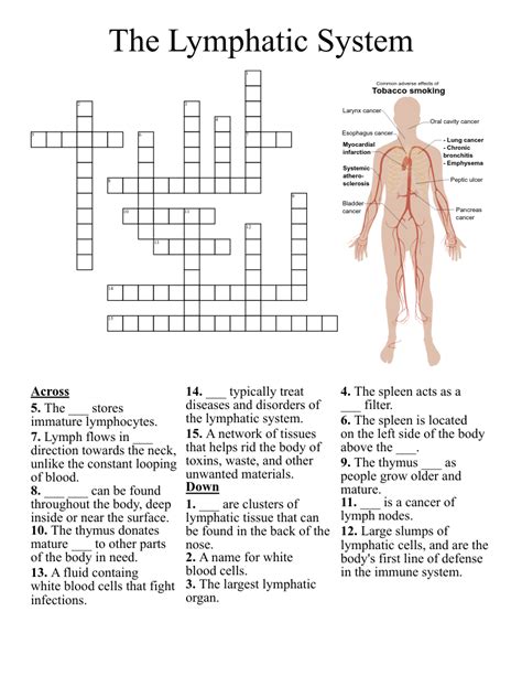 The Lymphatic System Crossword Wordmint