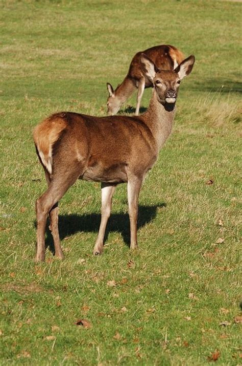 Rothirsch Hirsch Zervus Elaphus Kostenloses Foto Auf Pixabay