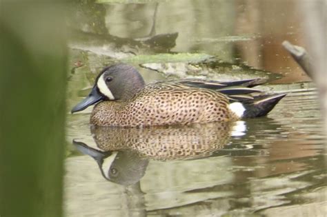 Blue Winged Teal Biodiversity Of Eckerd College INaturalist