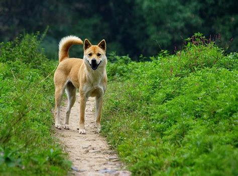 中华田园犬有没有固定的样子？是不是所有串儿都叫中华田园犬？