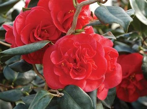 Camellia Curly Lady Pp17014 Camellia Japonica Curly Lady Curly