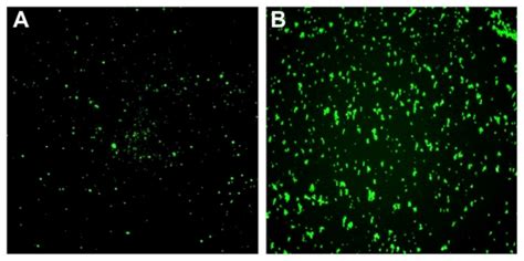 Fluorescence microscopy of nanoparticles-fluorescein isothiocyanate... | Download Scientific Diagram