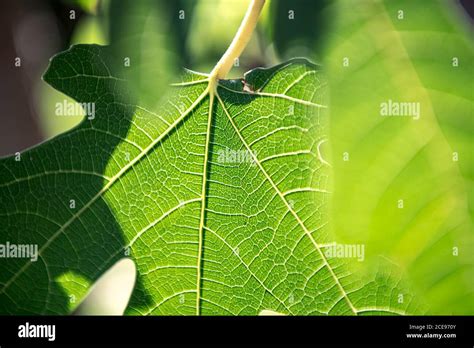 Estructuras de una hoja fotografías e imágenes de alta resolución Alamy