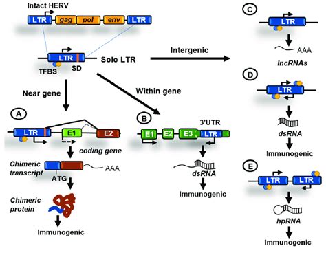 Contributions Of Human Endogenous Retroviruses Hervs To Genome