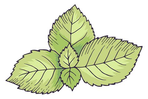 Mint Leaves. Green Spearmint Drawing. Na Graphic by onyxproj · Creative ...