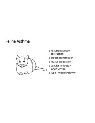 resp therapeutic Flashcards | Quizlet 