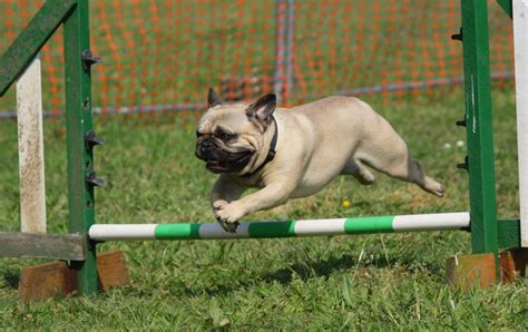 Banco De Imagens Cachorro Saltando Treinamento Buldogue Pug