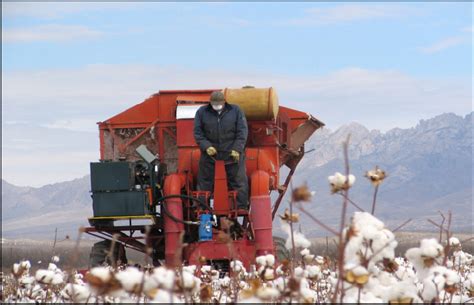 The Modified 1 Row Cotton Picker In Action The Drive For The Spindles