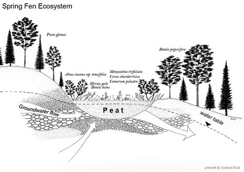 Wetland Drawing at PaintingValley.com | Explore collection of Wetland ...