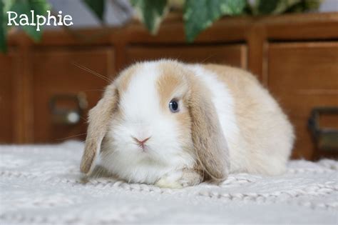 Bunny Reservations
