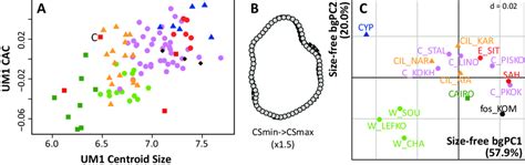 Allometric Shape Differentiation Of The First Upper Molar A