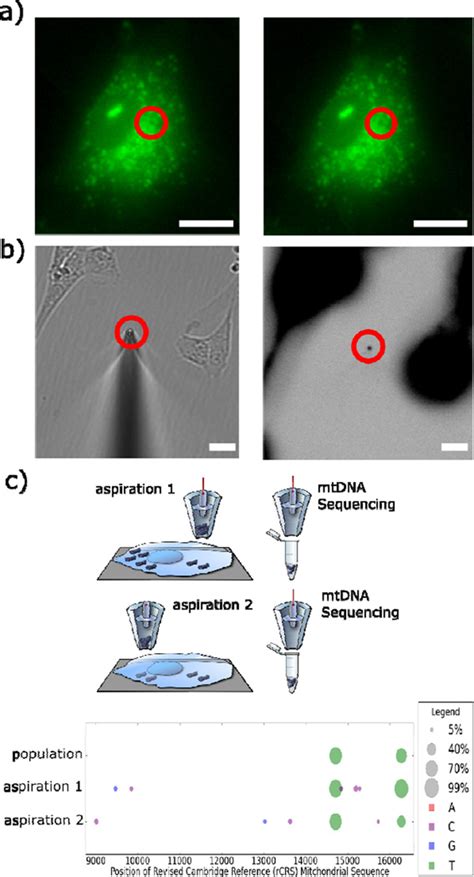 Compartmental Genomics In Living Cells Revealed By Single Cell