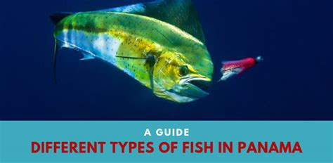 A Guide Different Types Of Fish In Panama