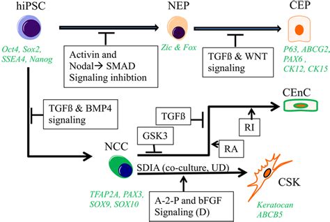 Schema Of Deriving Corneal Cell Phenotype From Ipscs Human Ipscs