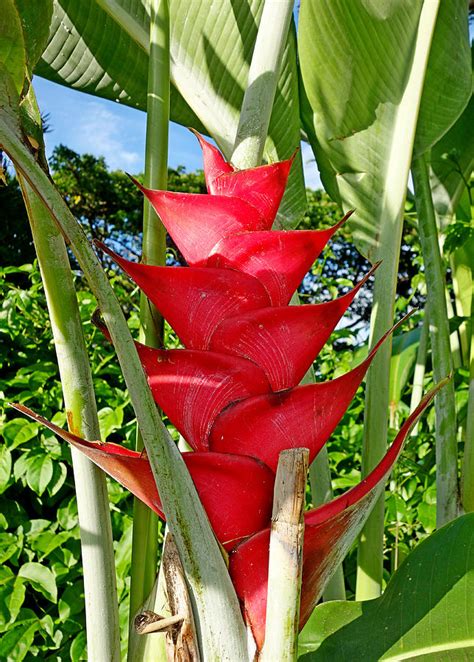 Red Heliconia Photograph By Robert Meyers Lussier Pixels