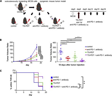 Tumor Volume Suppression In The Non Irradiated Side Induced By