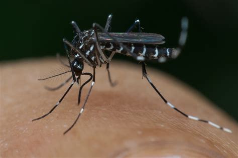 Chikungunya Risk Factors