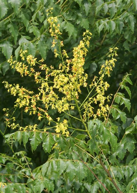 Koelreuteria Paniculata Fastigiata Flowers Golden Rain Tree Buy