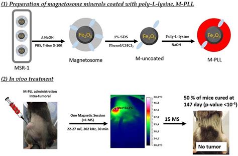 Enhanced Antitumor Efficacy Of Biocompatible Magnetosomes For The