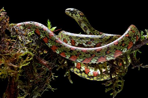 Dicaprio And Sheth Name New Species Of Snakes