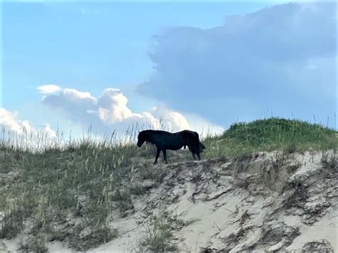 Bobs Wild Horse Tours Corolla What To Know Before You Go