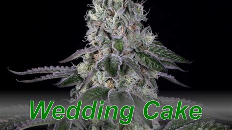 Wedding Cake Cannabis Strain Dabconnection