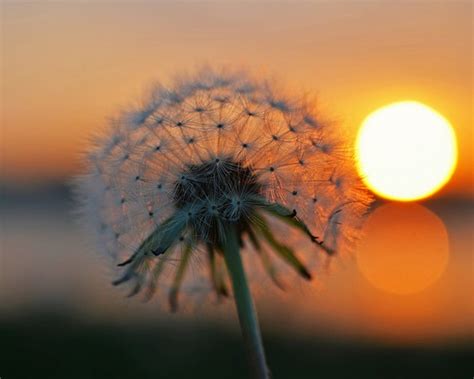 Dandelion sunset Dandelion photography dandelion art | Etsy