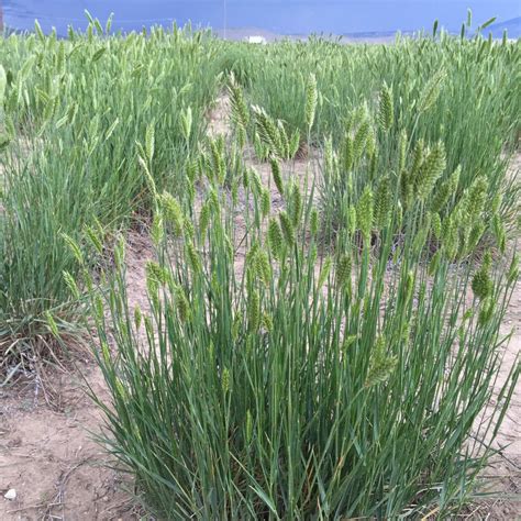 Nordan Crested Wheatgrass - Agropyron desertorum - Great Basin