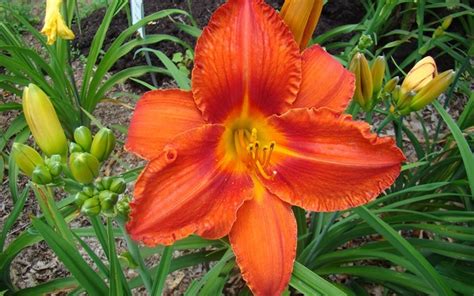 Hemerocallis Alabama Jubilee Orange Daylily 1 Gallon Perennial