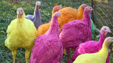 What Colors Are Turkeys