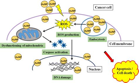 Mechanisms Of Anticancer Activity For Aunps Are Diagrammatically