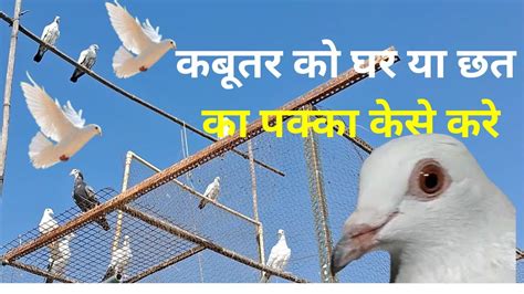 Kabootar Ko Chat Par Kaise Lagaye Pigeon Training YouTube